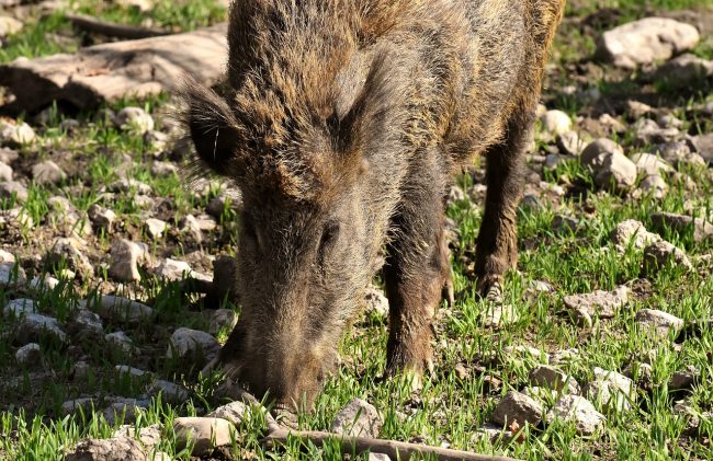 Invasione della fauna selvatica, l’Unione Madonie sostiene le proposte del Comune di Polizzi Generosa