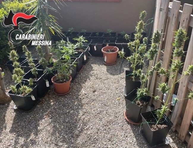 Piantagione di marijuana dietro la piscina del figlioletto