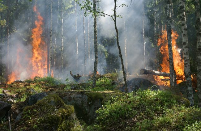 Forestali catanesi senza stipendio da due mesi