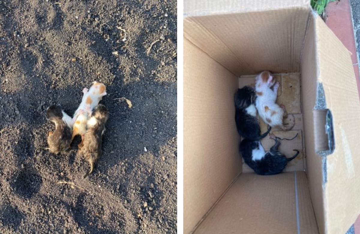 Tre gattini abbandonati salvati da un ciclista di Acireale