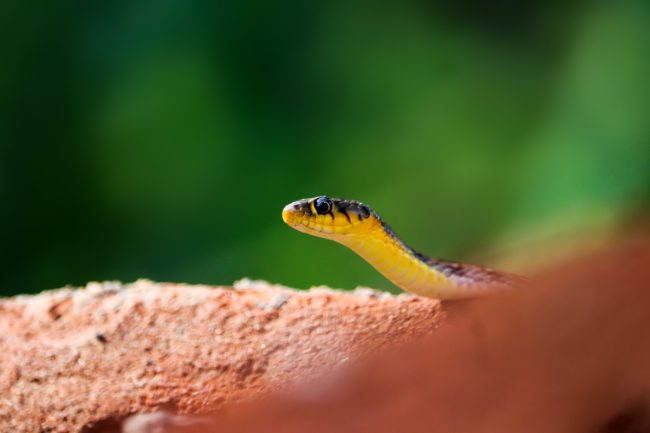 Uomo in ospedale a Caltanissetta dopo il morso di una vipera