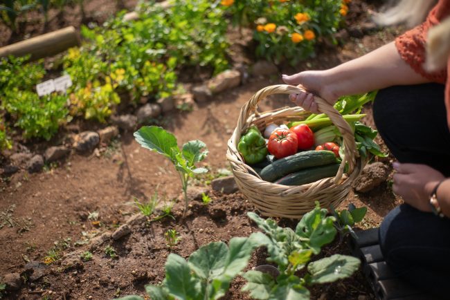 Filiera agroalimentare e sostenibilità: l'infografica Bennet mostra la  via per la transizione green