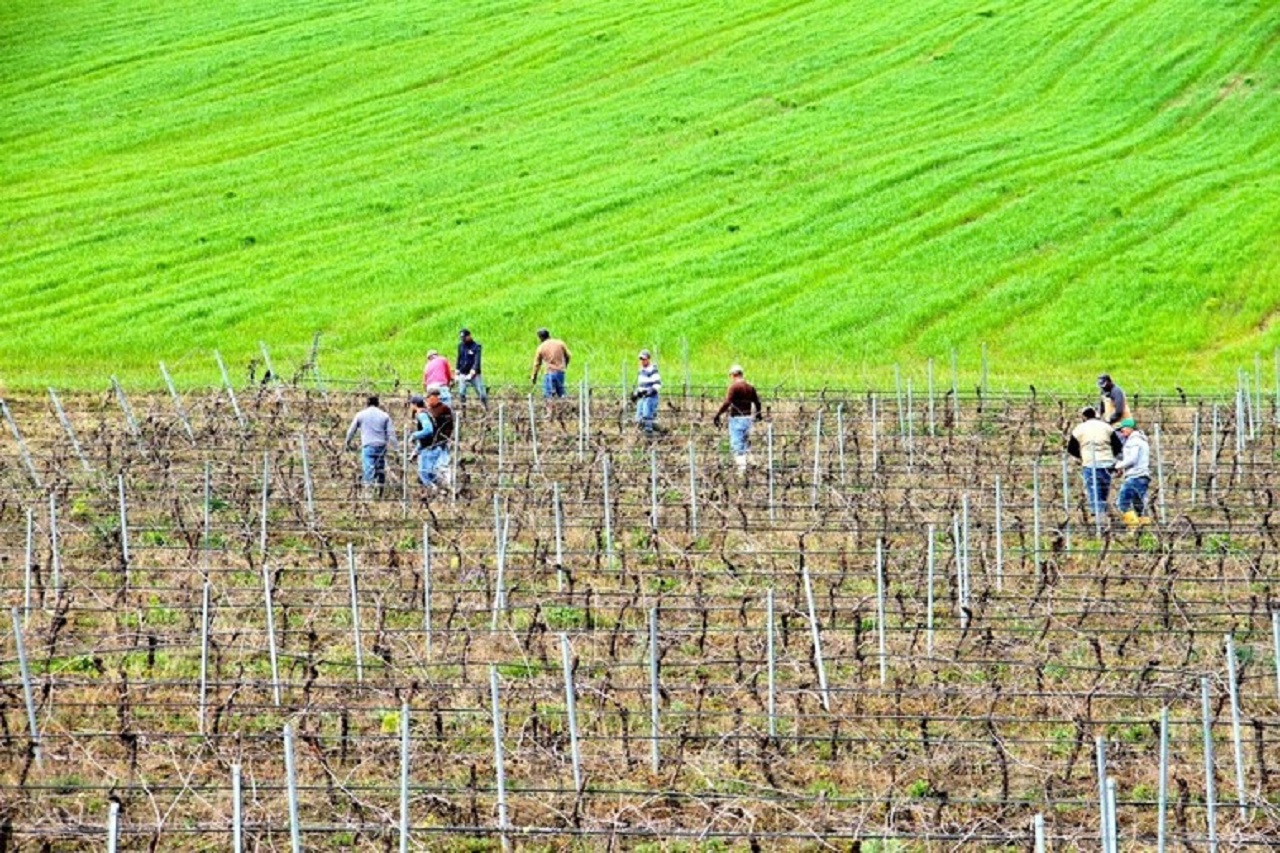 Vino, approvato documento per garantire la sopravvivenza del settore: giunta chiede aiuti