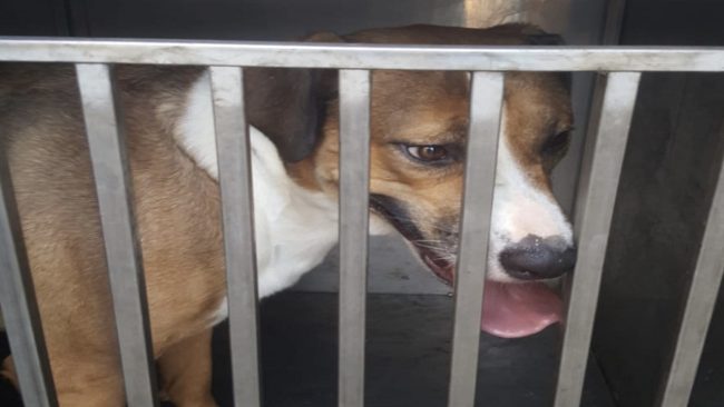 Canile lager a Riposto, revocato l’affidamento di due cani al proprietario