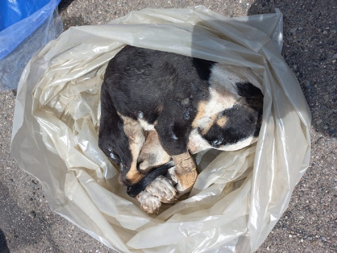 Canile lager a Giarre, trovati 11 cuccioli congelati