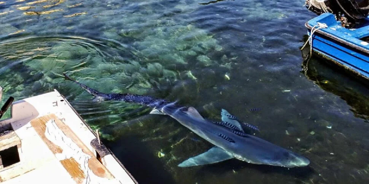 Avvistato uno squalo azzurro nel Palermitano