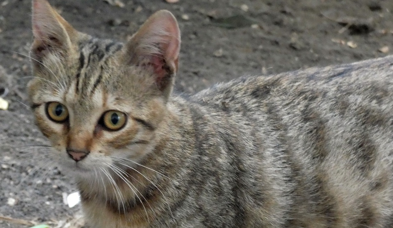 Il caso dell’uccisione di decine di gatti a Giarre