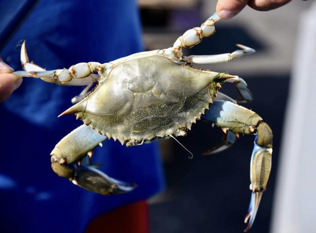 Granchio Blu e l’invasione in Sicilia: pesca straordinaria possibile soluzione