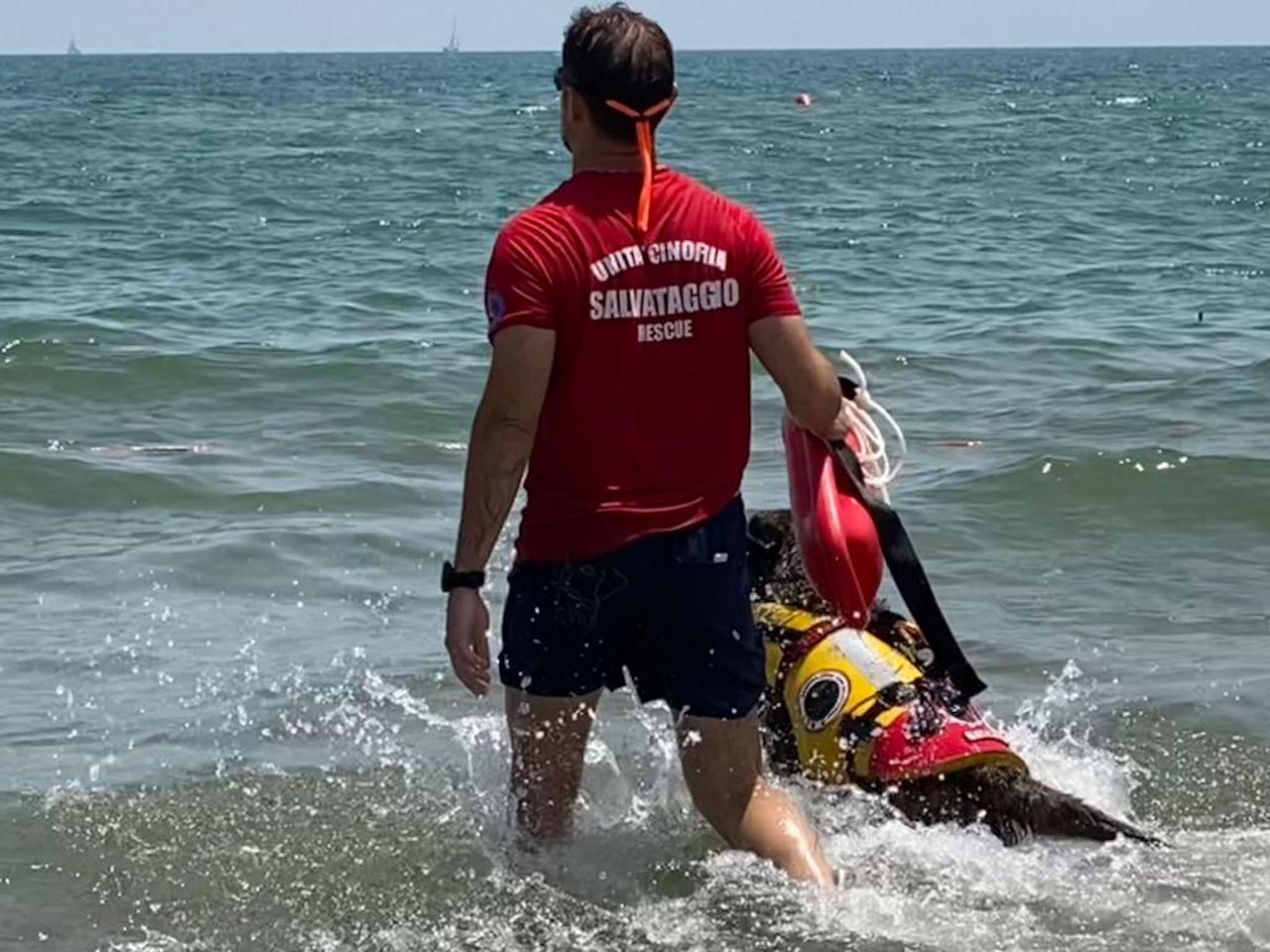 Cani salvataggio in azione alla Spiaggia Libera N. 3 della Playa di Catania