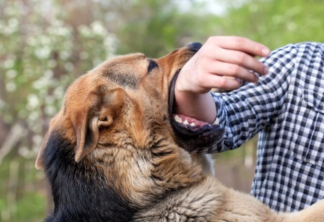 Morso dai cani randagi mentre butta la spazzatura, il Comune lo risarcisce
