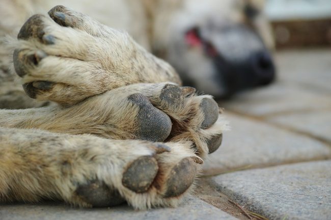 Animalista corre in soccorso di un cane, ma viene picchiato a colpi di catena dal proprietario