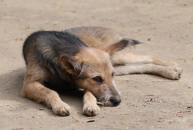 Annullato divieto di sfamare cani e gatti in aree pubbliche a Castelbuono