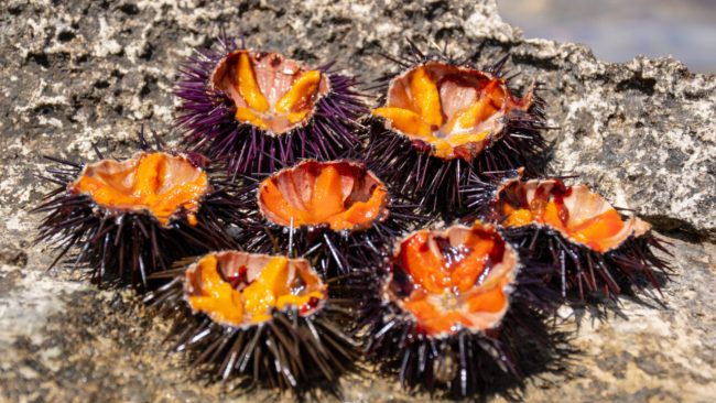Pesca di Frodo, sequestrati 300 ricci di mare