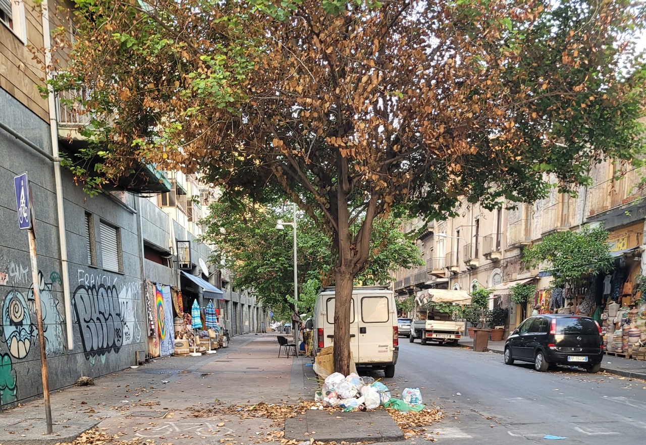 Catania, multati cittadini incivili mentre gettano rifiuti su un albero