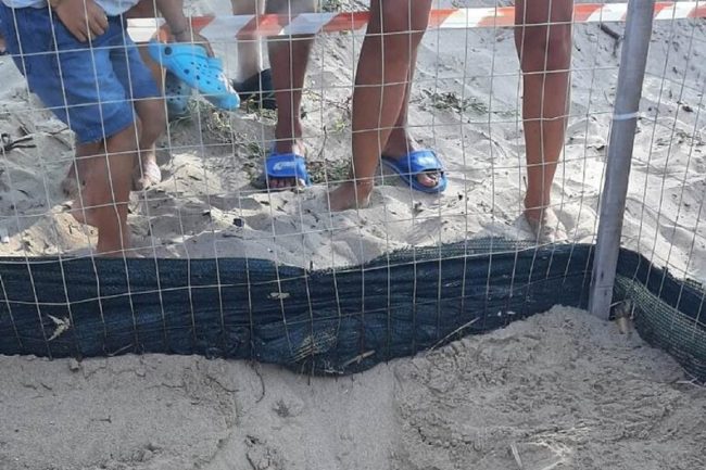 Licata, emergono dalla sabbia una sessantina di tartarughine