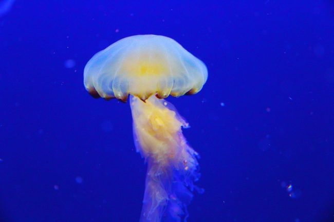 Contatto con le meduse: ecco cosa fare