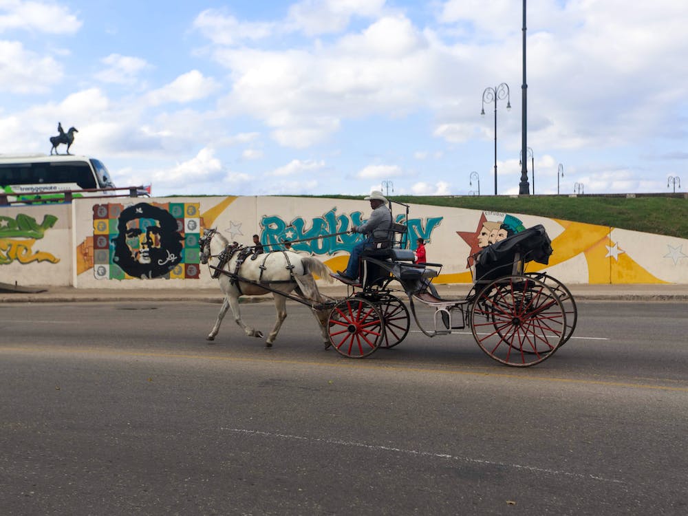 Incidente in carrozza a Palermo, cavallo scivola sull’asfalto: l’ira delle associazioni animaliste