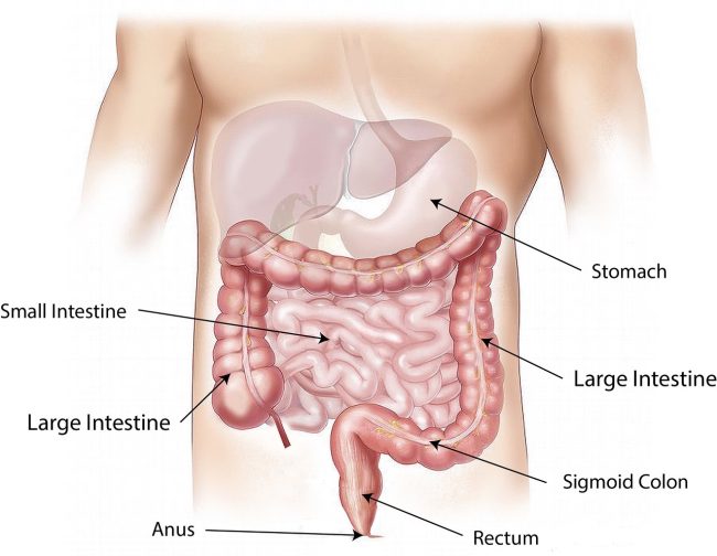 Prevenire le malattie intestinali e il tumore al colon: la scoperta rivoluzionaria a Palermo
