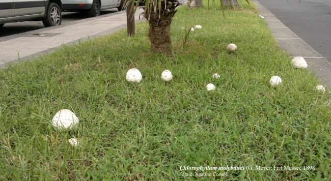 ASP CATANIA - intossicazioni da funghi - 20.09.2023 - chlorophyllum molybdites in habitat