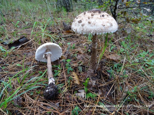 Nove intossicati da funghi a Catania