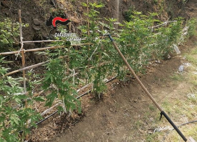 Arrestato coltivatore di marijuana nel Catanese