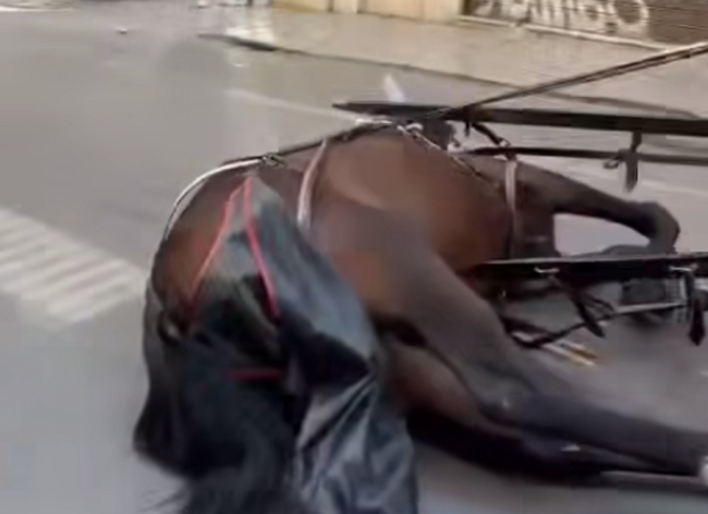 Palermo, cavallo a terra: vetturini minacciano chi riprende la scena