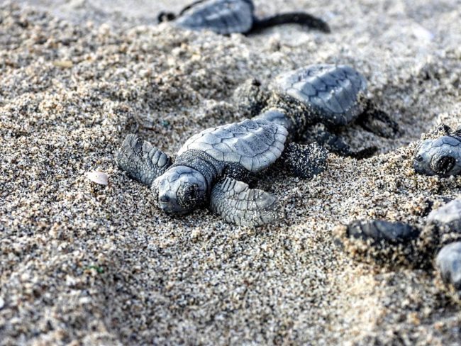 Anno record per le nidificazioni di Caretta caretta in Sicilia: i dati Legambiente