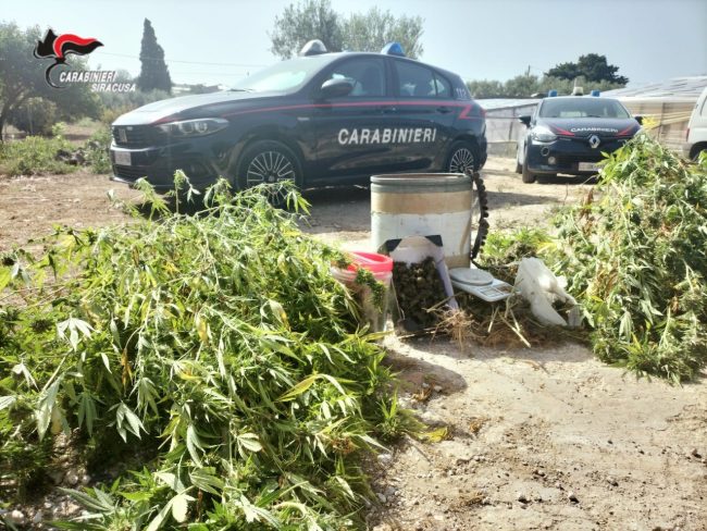 Canapa indiana tra i pomodori, denunciato un uomo di Pachino