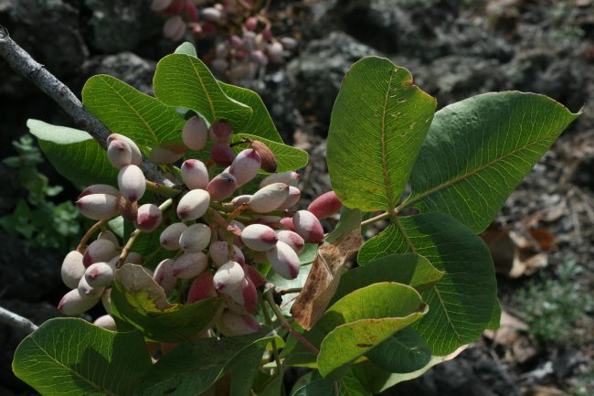 Inizia la raccolta del pistacchio a Bronte, il sindaco chiede al Prefetto di intensificare i controlli