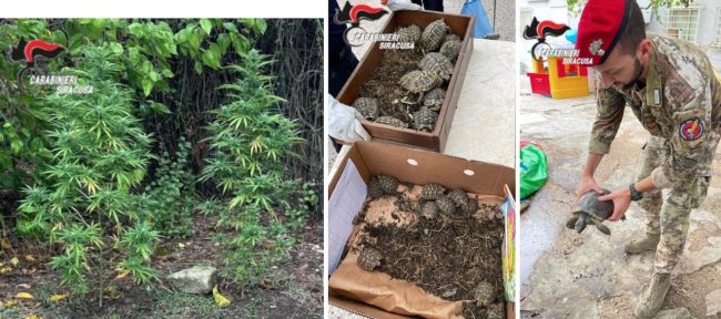 In casa con canapa indiana e tartarughe di specie protetta: denuncia e arresto per un giovane