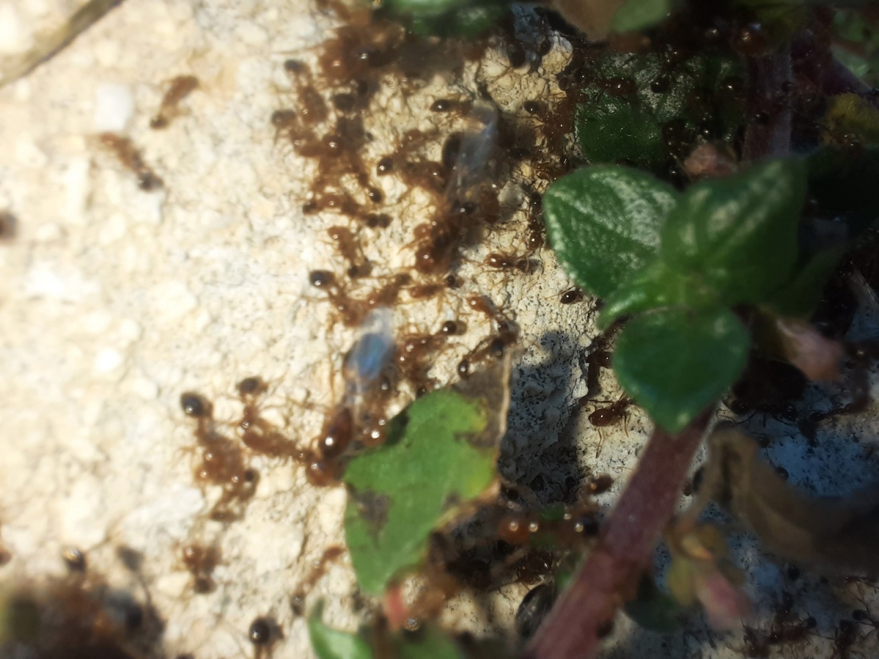 Esplode in Sicilia il caso “formica di fuoco”: cos’è e l’opinione di chi l’ha studiata