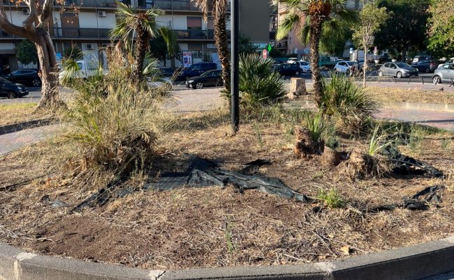 Siccità a Catania, alberi secchi ed erba gialla nel quartiere Borgo-Sanzio