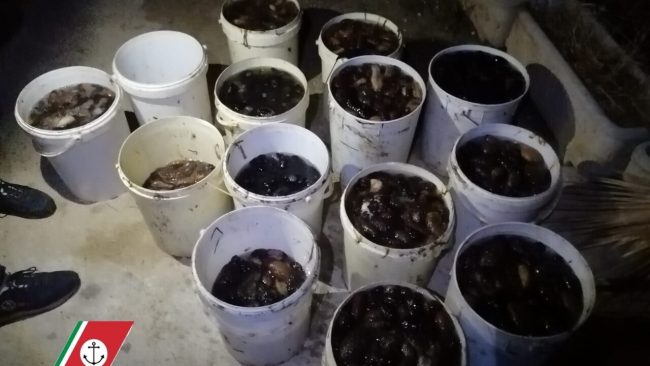 Sciacca, pescano 100 chili di ricci e 200 di cetrioli di mare: 3 palermitani denunciati