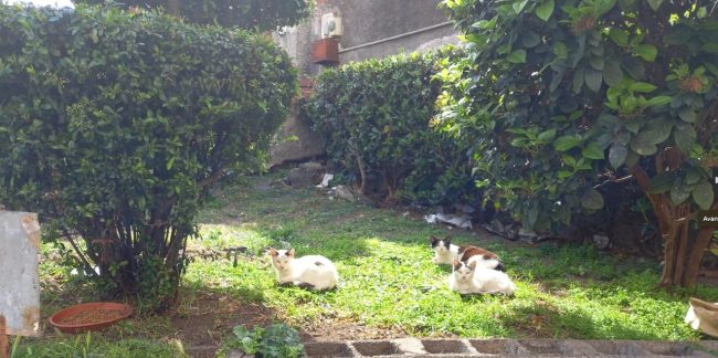 Ennesimo appello per la colonia felina di viale Raffaello Sanzio