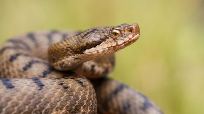 Passeggiata nel bosco pericolosa, uomo morso da vipera