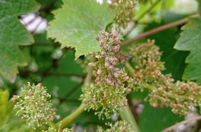 Piogge e caldo eccezionali: a Castellammare la peronospora fa appassire le viti