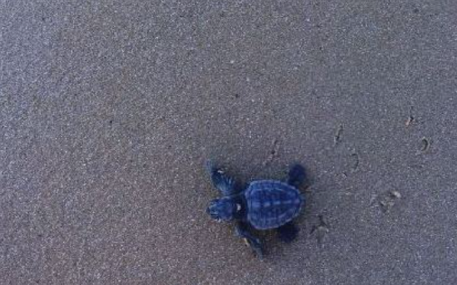 Record a Lampedusa: nate 583 piccole tartarughine Caretta Caretta