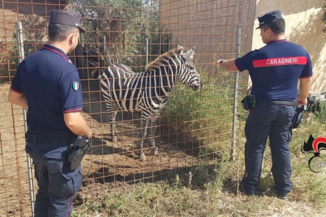 Una fattoria trasformata in un vero e proprio zoo: sequestrati zebre, dromedari e canguri