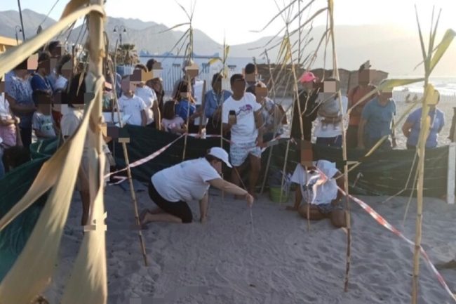 Isola delle Femmine, 90 uova schiuse di Caretta caretta e 5 tartarughine lasciano il nido