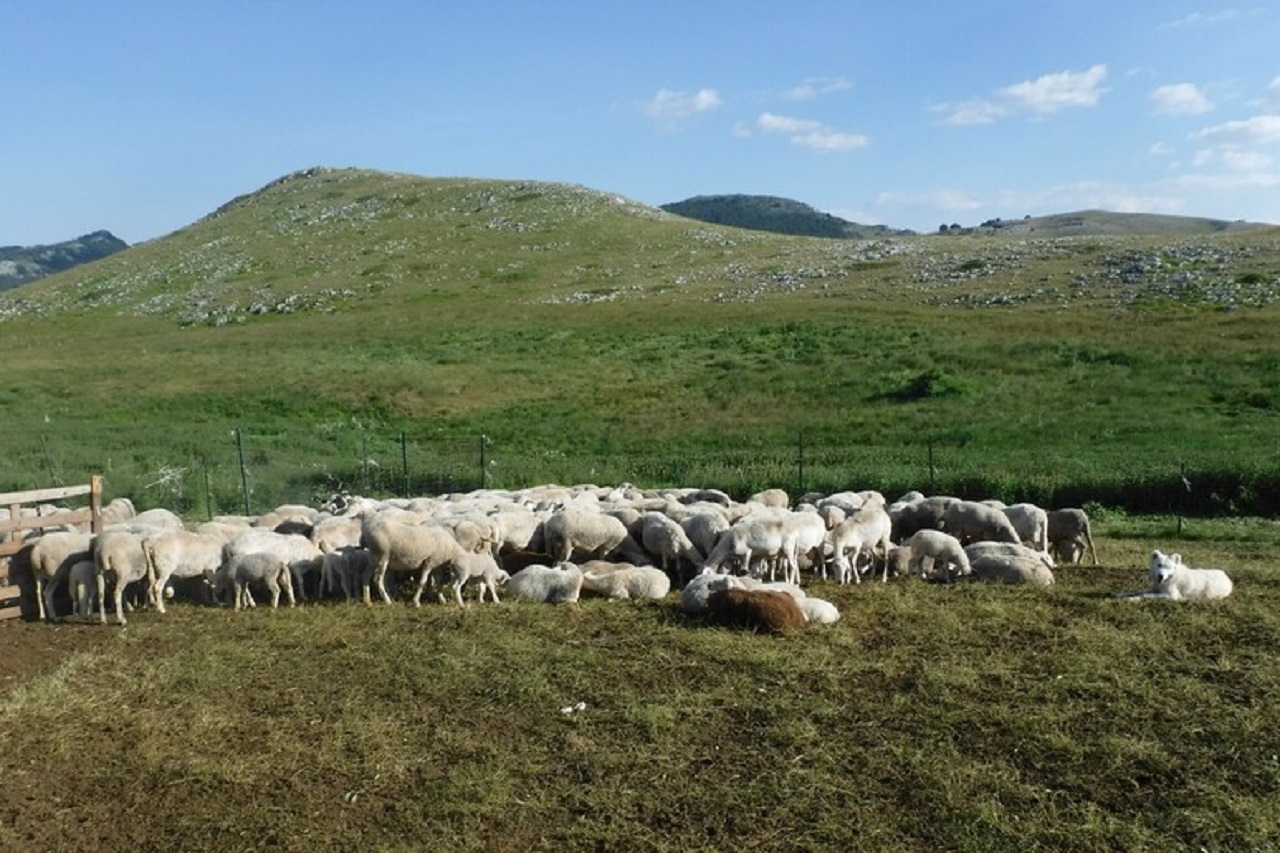 Rubati agnelli e pecore nell’Agrigentino: danno di oltre 30mila euro