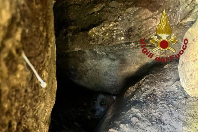 Cane incastrato in una fessura del muro, salvato