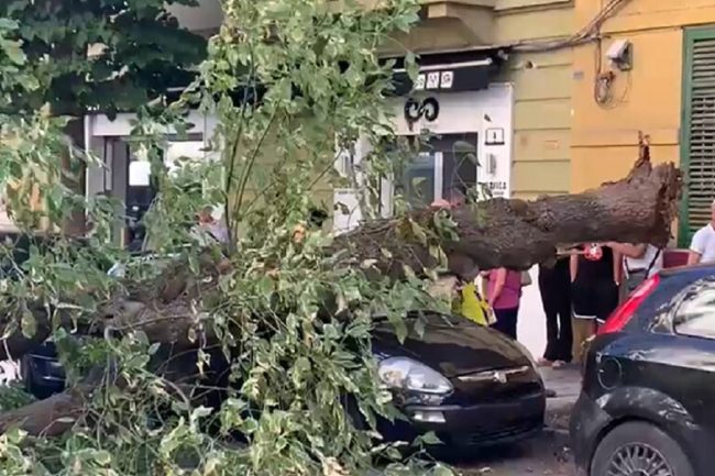 Cade un albero a Palermo, centrate due auto