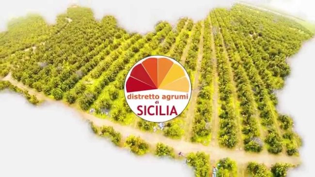 Domani a Catania convegno per la salvaguardia dell’agrumicoltura contro l’Huanglongbing