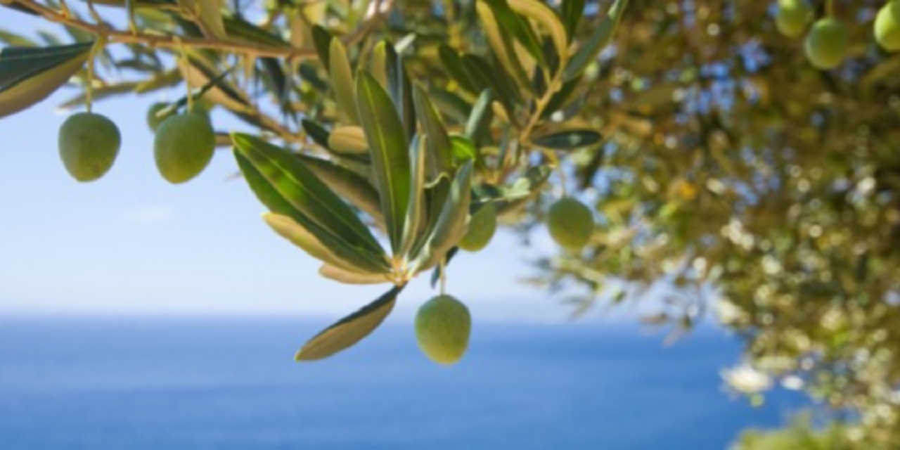 Cade mentre raccoglie olive, uomo del Catanese in gravi condizioni
