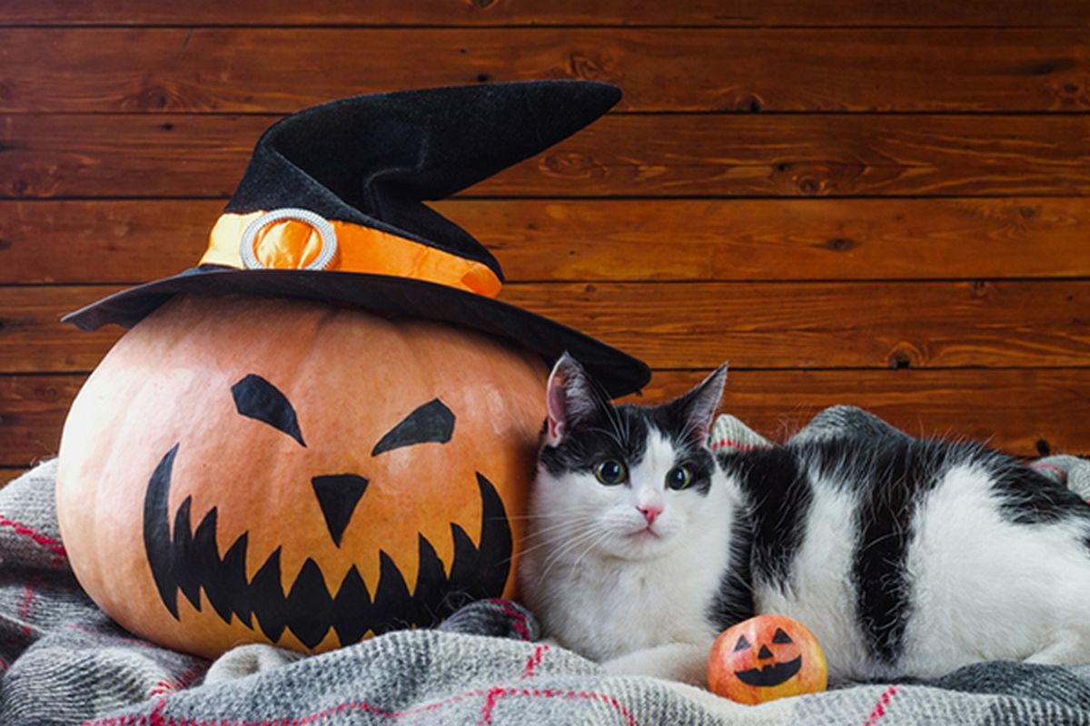Halloween, i suggerimenti per tenere al sicuro gli animali domestici