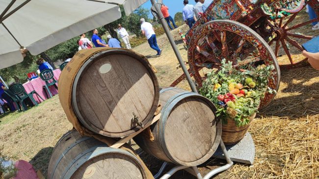 Dopo 3 anni di stop ritorna la vendemmia “a casa Giuffrida”: FOTO e VIDEO