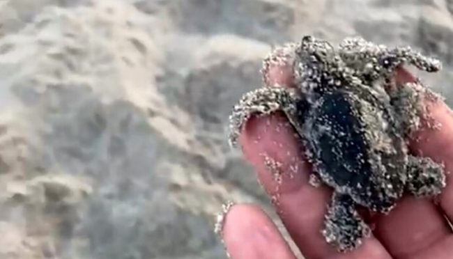 Schiusa di uova di tartaruga Caretta caretta a Isola delle Femmine, evento eccezionale