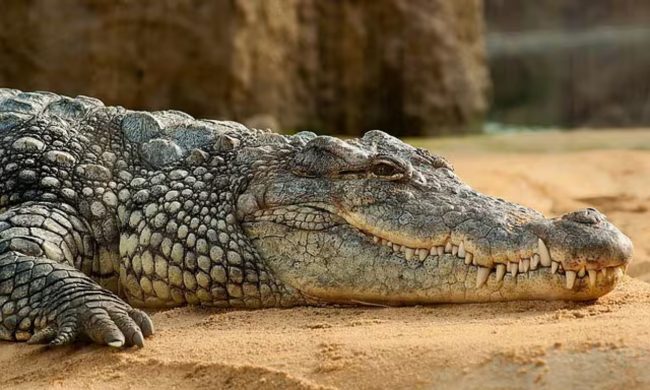 Ancora nessuna traccia del coccodrillo avvistato nell’Agrigentino