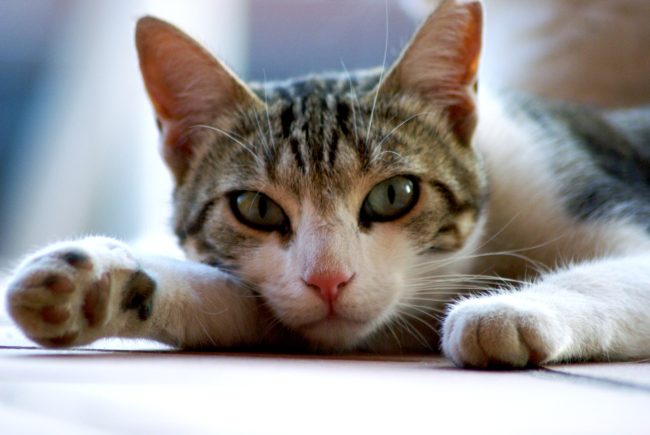 Scompare la gatta, se la prende con la moglie e l’accoltella: 57enne condannato a 8 anni