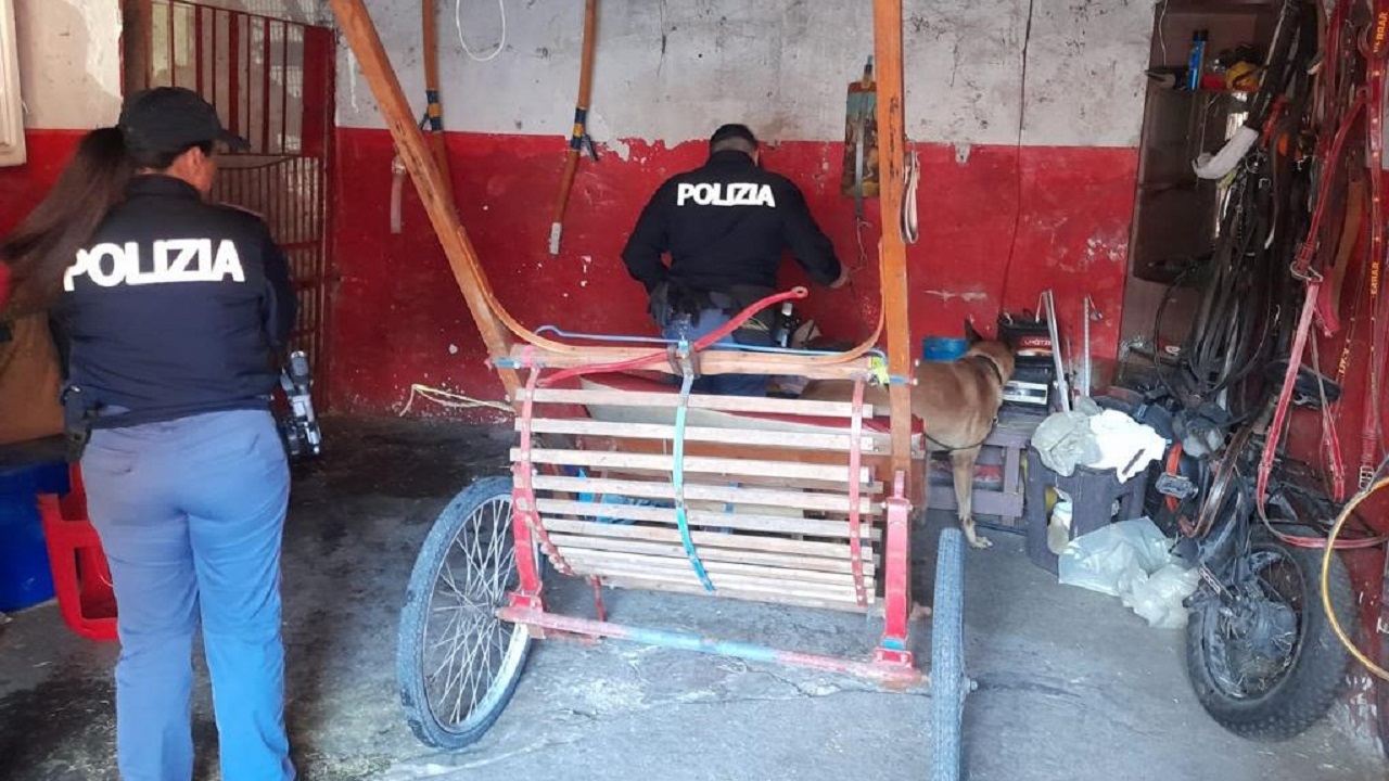 Trovati 12 cavalli in stalle clandestine a San Cristoforo